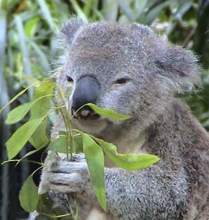 How do Koalas Survive on a Low-Nutrition&nbsp;Diet?
